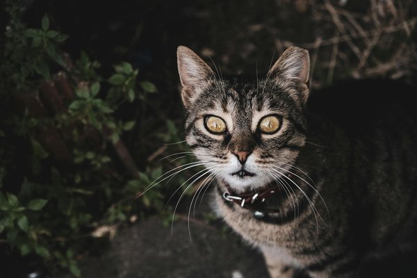 What are the key steps to making a proper English scone?